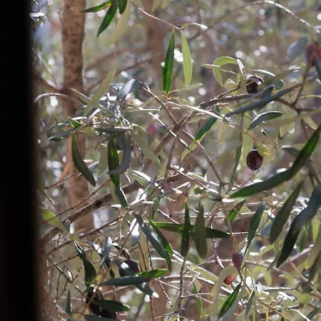 Lejlighed Il Casale Onifai- Piano Terra Onifai